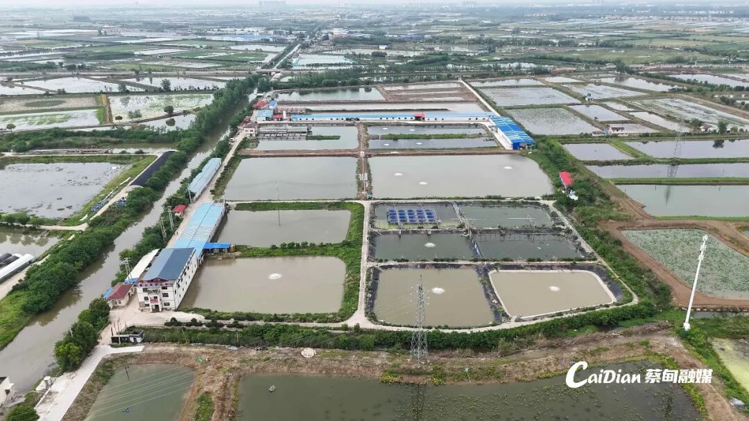 科技賦能水產養殖 蔡甸鱖魚「育苗工廠」助力農業現代化