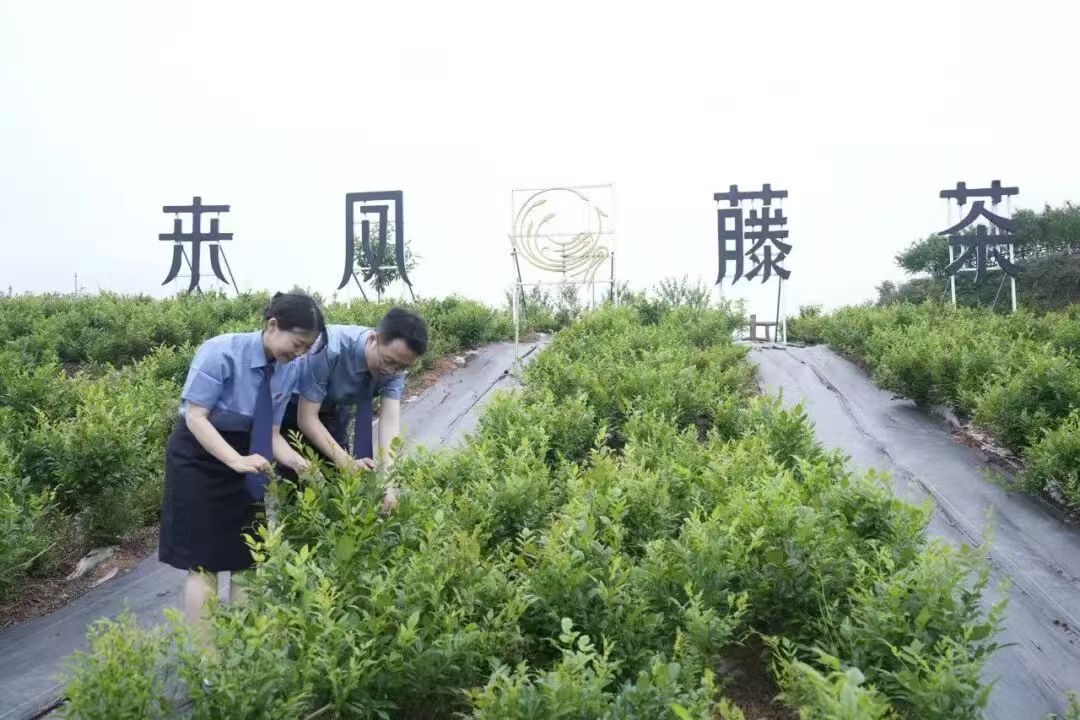 「檢察藍」守護「藤茶青」 來鳳檢察「檢藤藤」品牌護航地理標誌產業高質量發展