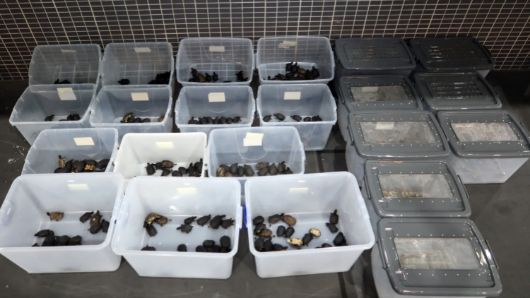 兩出境私家車備輪胎暗格及引擎蓋藏逾640隻活龜活蜥蜴