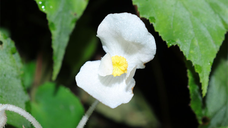 「深圳地方」命名動植物增至29種！