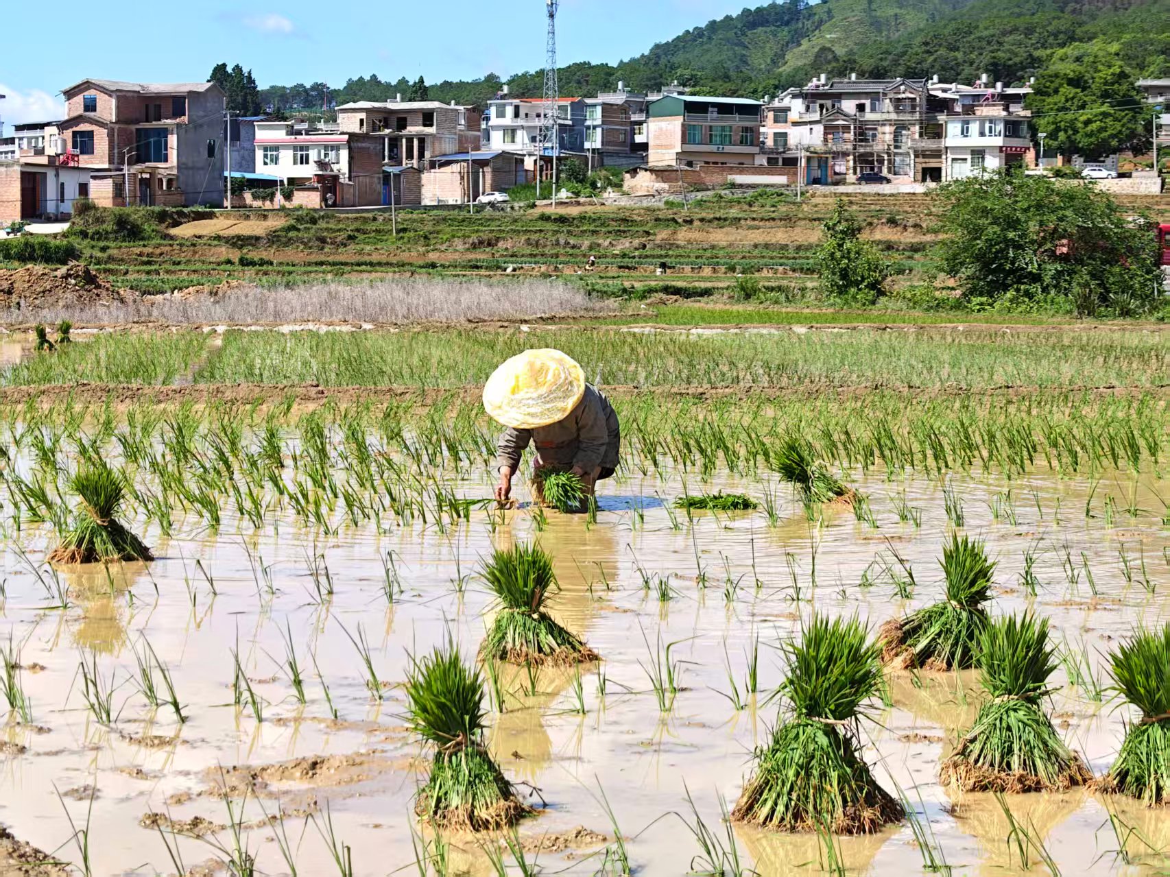 雲南硯山：秧苗綠滿田，15萬畝水稻搶抓時節全力移栽