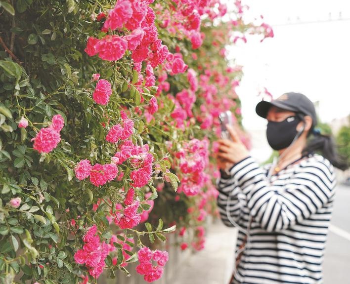 安徽巢湖：一花牆守歲月 方寸景潤美家園
