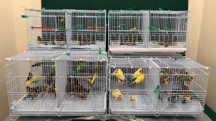 海關偵破懷疑非法進口活雀鳥