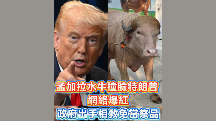 有片 | 孟加拉水牛撞臉特朗普 政府相救免當祭品