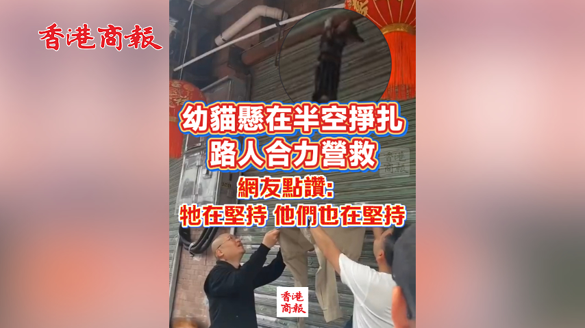 有片丨幼貓懸在半空掙紮 路人合力營救 網友點讚：牠在堅持，他們也在堅持！