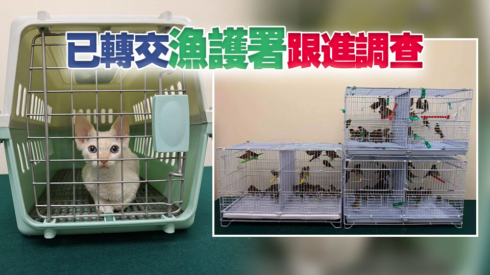 海關偵破三宗懷疑非法進口動物 涉及活貓倉鼠及雀鳥