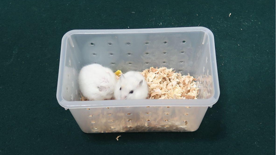 海關偵破2宗非法進口動物案 檢獲2隻活倉鼠及1隻進口活貓