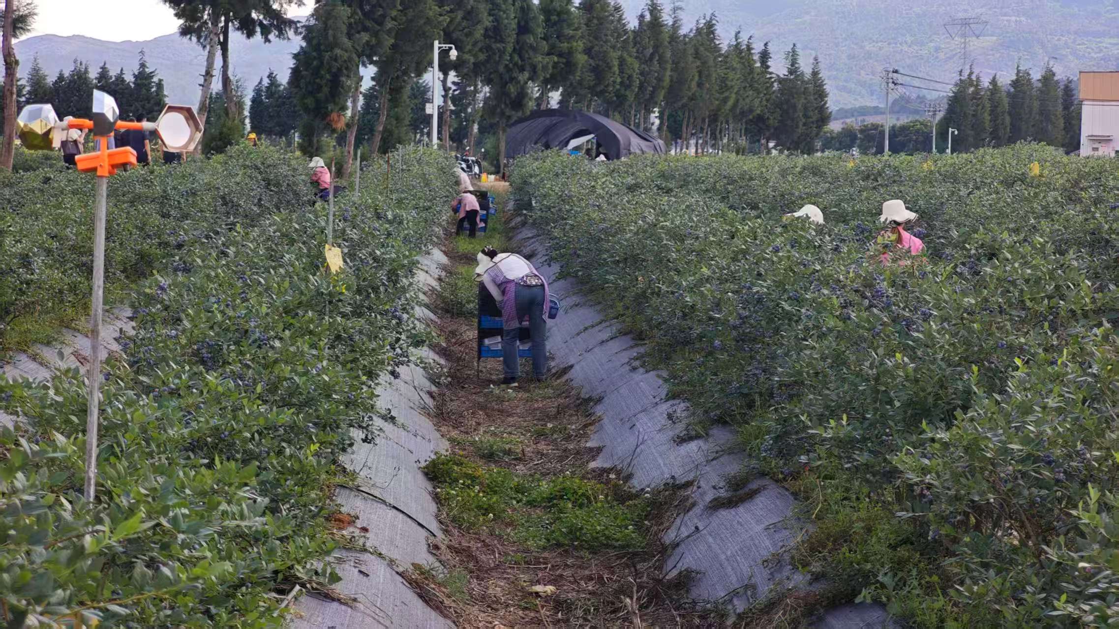 小漿果做成大產業! 麒麟區藍莓全產業鏈產值破億，帶動四千農戶家門口增收