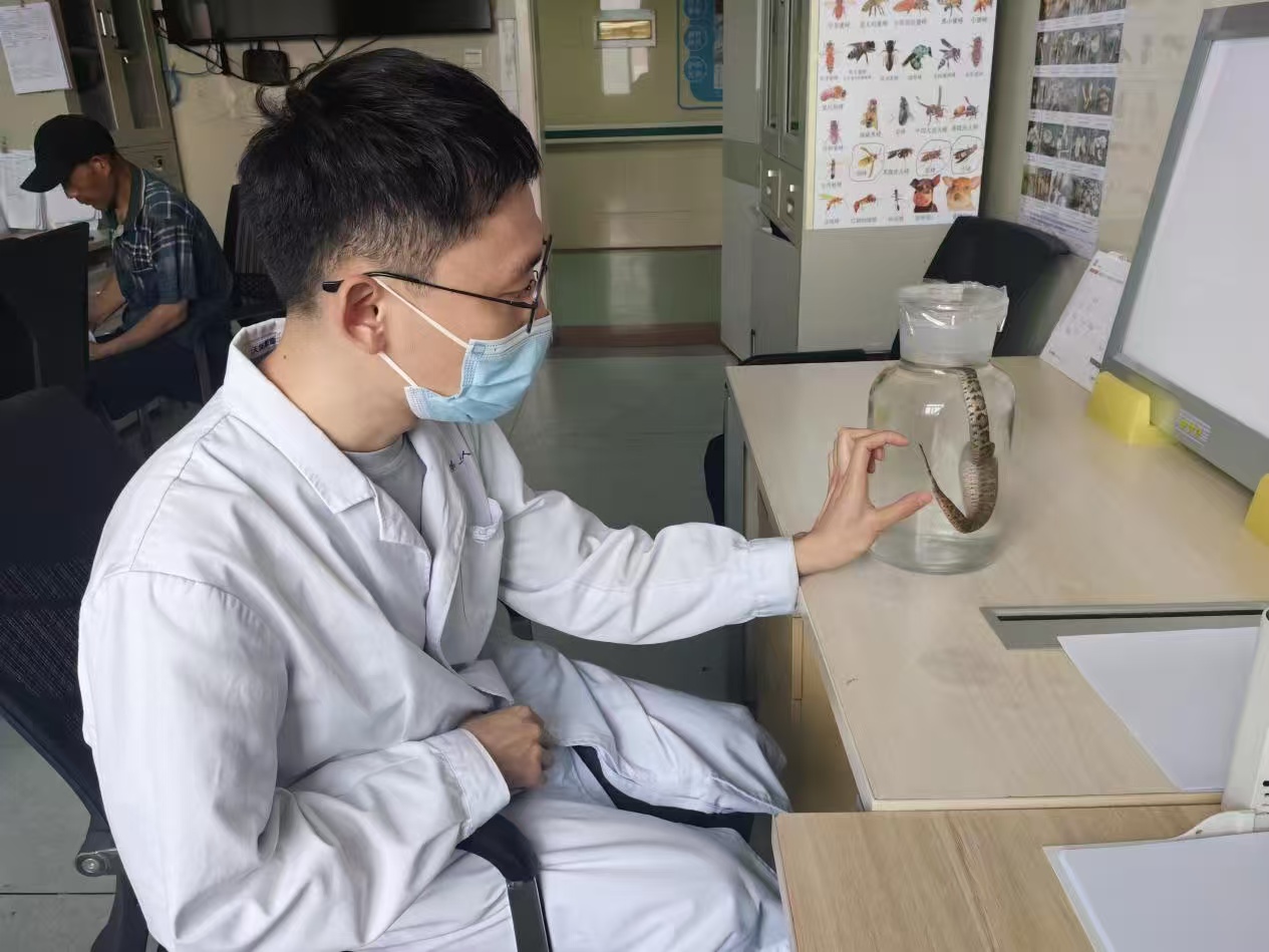 近期多人受傷 河南進入蛇咬傷高發期