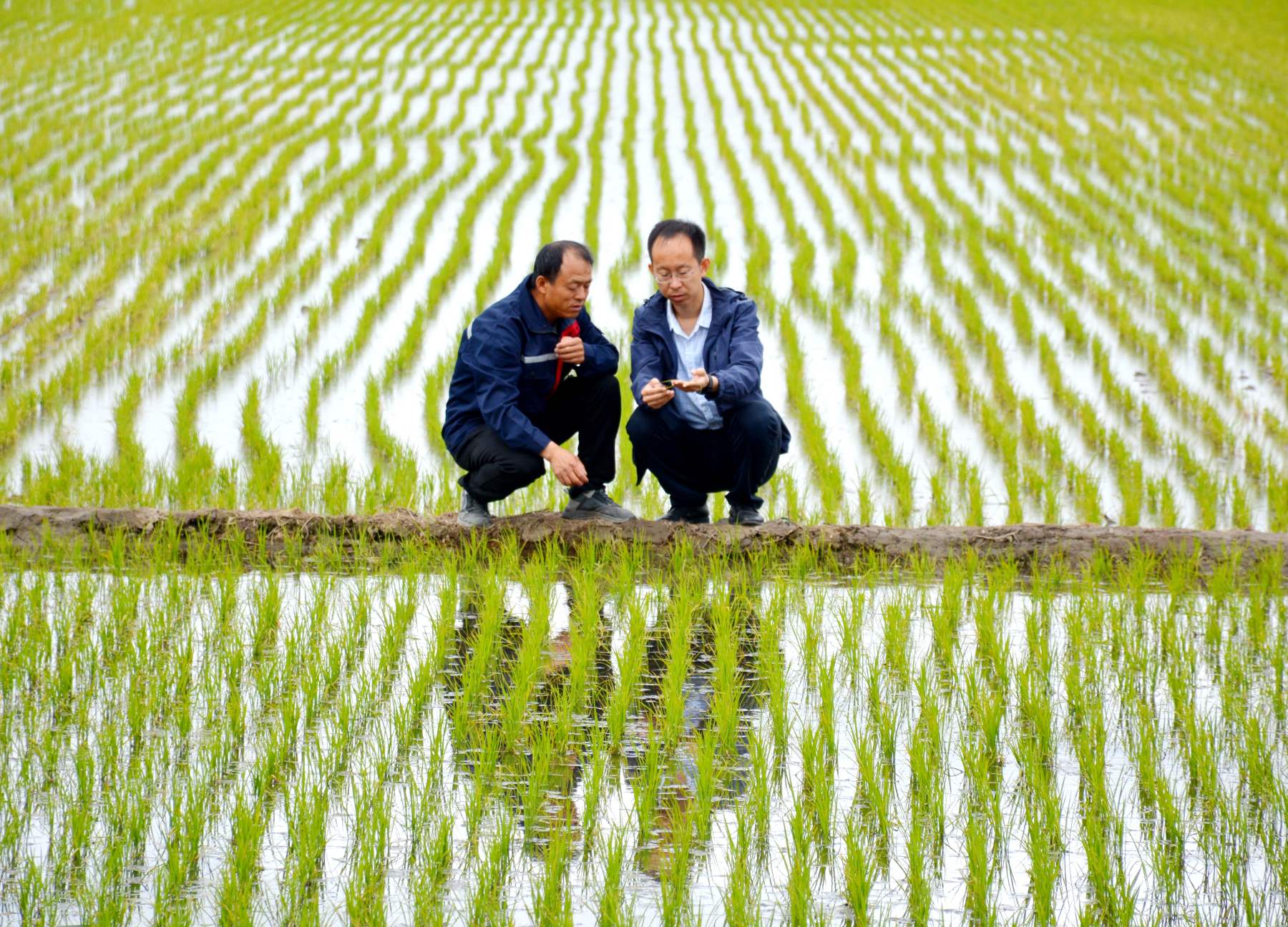 北大荒江濱分公司以「田改」向土地要效能 夯實糧食穩產根基