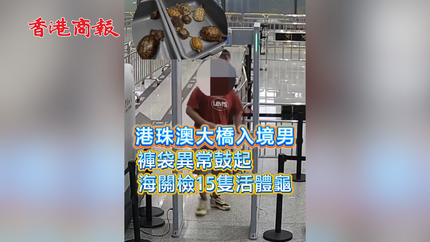 有片丨港珠澳大橋入境男 褲袋異常鼓起 海關檢15隻活體龜