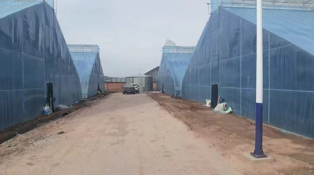 山西婁煩：發展設施農業 賦能鄉村振興