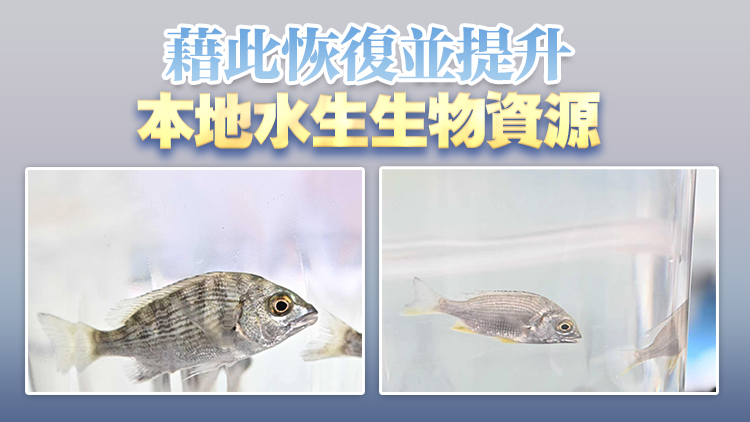全國放魚日漁護署與團體放流幼魚 加深公眾對增殖放流認識