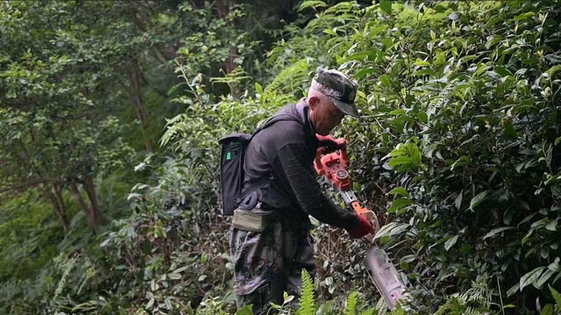 皖祁門：茶園「廢料」成生態紅利