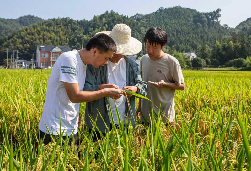 皖祁門：優化「三三一」機制 夯實糧食「耕基」