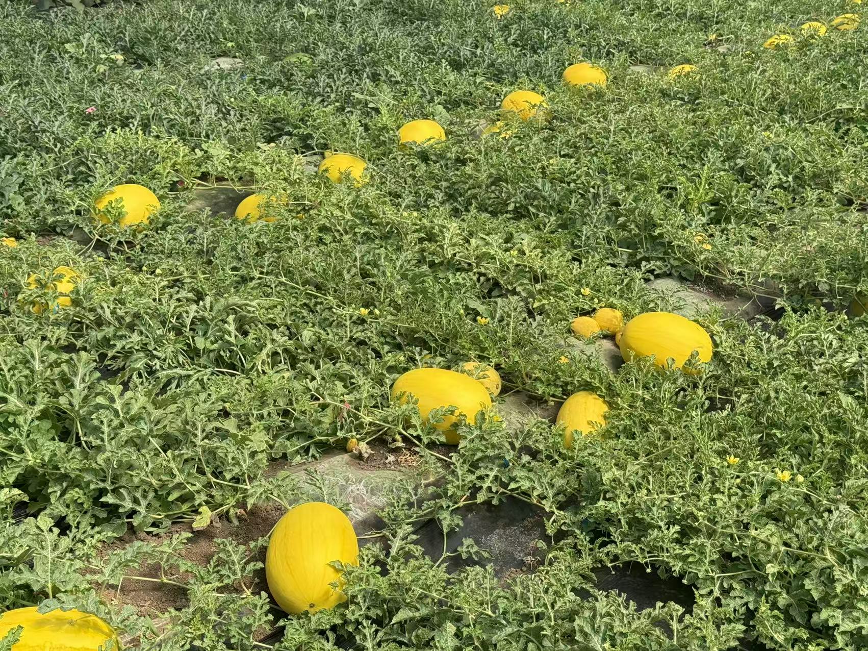 有片｜黑龍江寧安：六月瓜飄香 「金瓜」比蜜甜