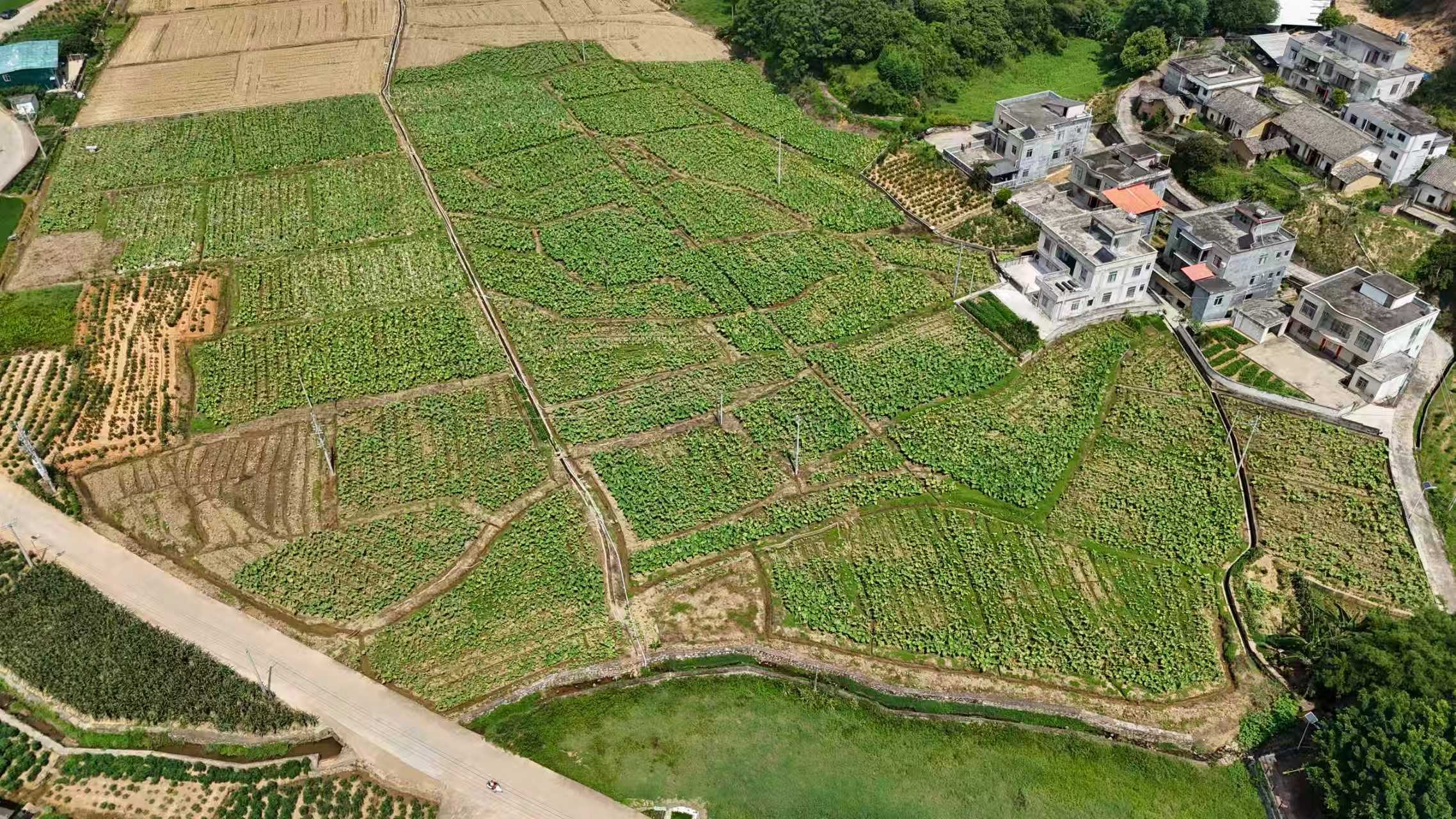 桂容縣「水果」芋苗產業鏈為鄉村產業振興注入新活力