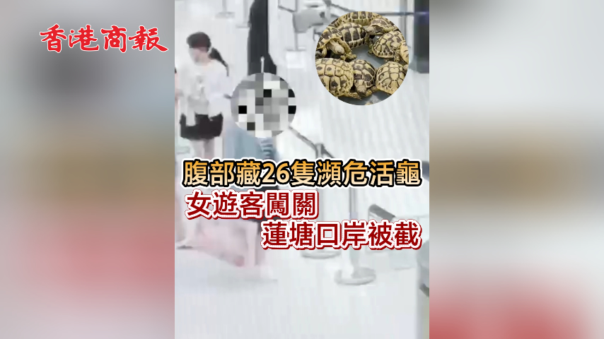有片丨腹部藏26隻瀕危活龜 女遊客闖關蓮塘口岸被截