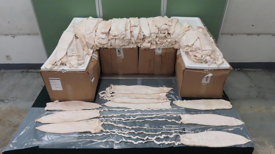 海關機場檢獲149公斤加利福尼亞灣石首魚鮮魚肚 市值2380萬元