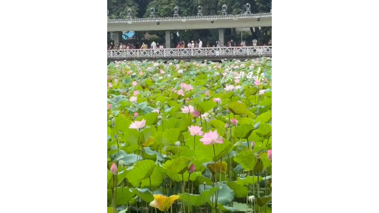 好運「蓮蓮蓮蓮蓮」！廣州荔灣湖連開5株並蒂蓮