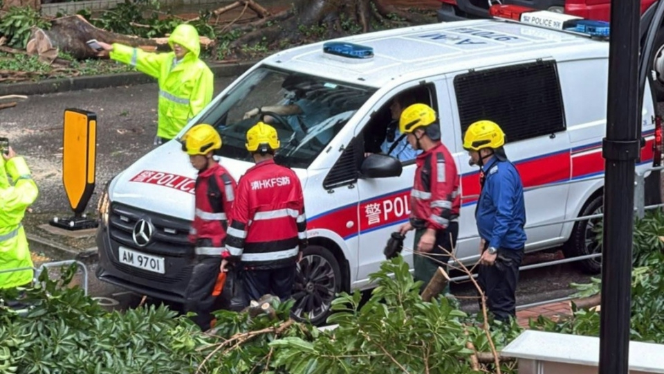 黃色暴雨下多區塌樹 消防到場清理