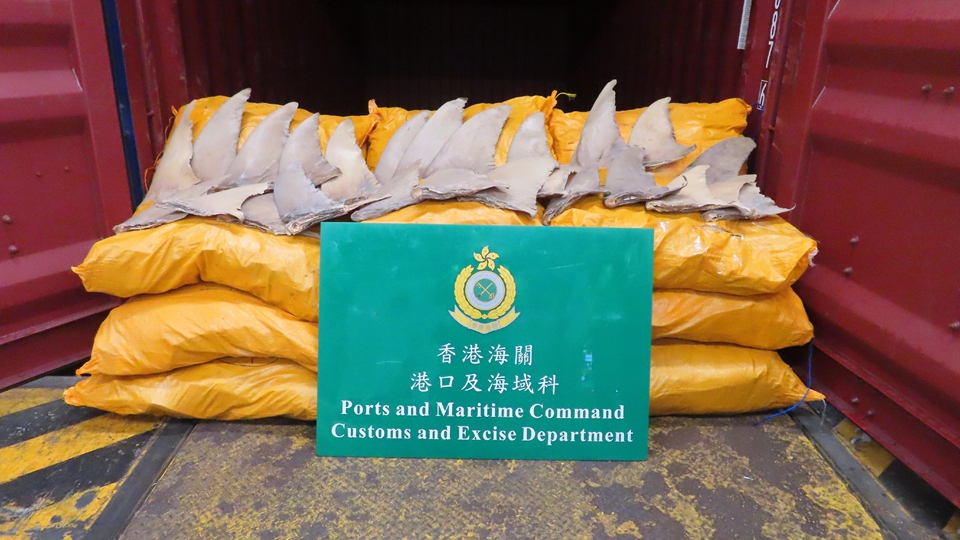 海關葵涌檢獲240公斤受管制犁頭鰩乾魚翅 市值50萬元