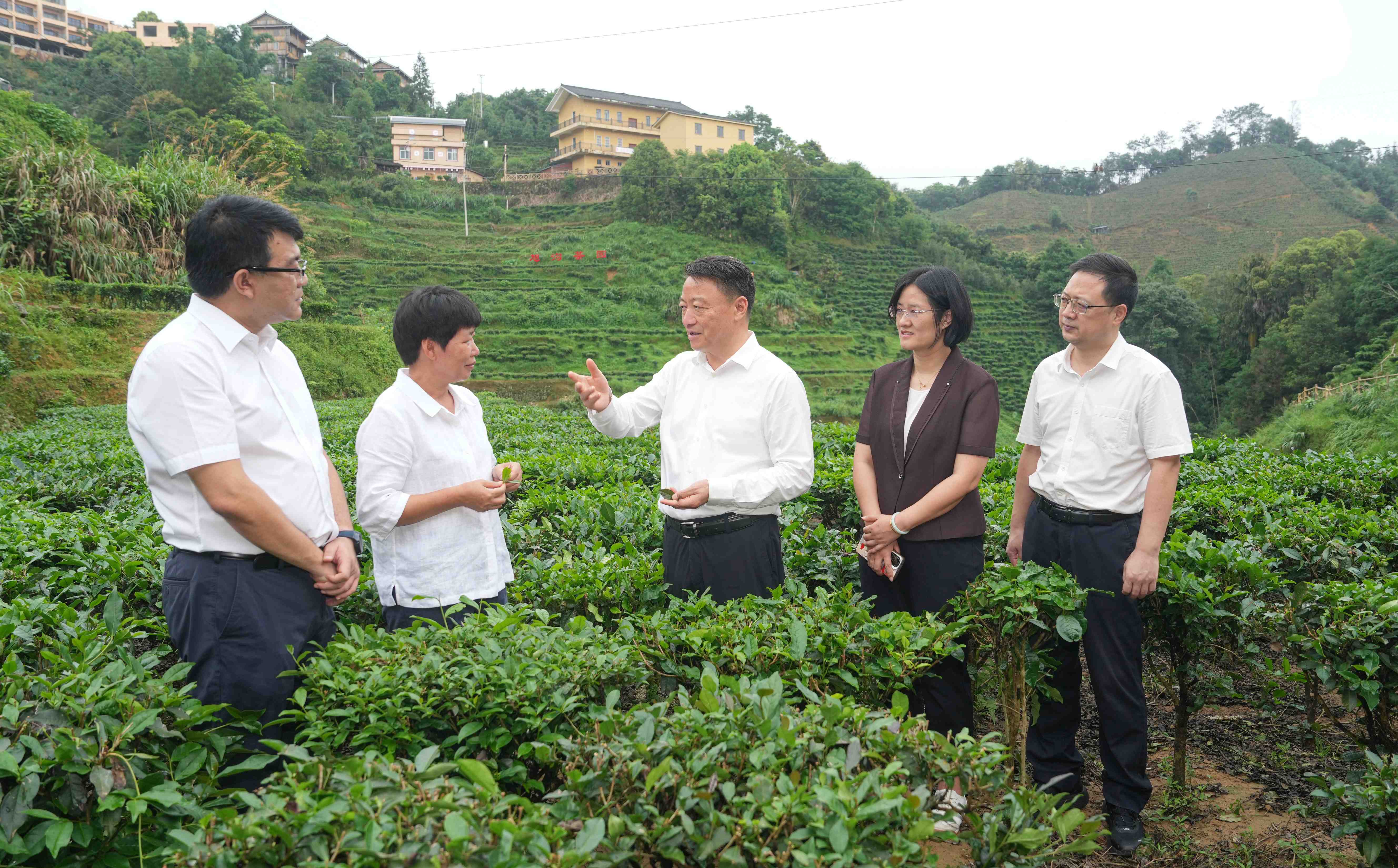 廣西梧州做大做強六堡茶產業  將「小茶葉」培育成為富民興村的「大產業」