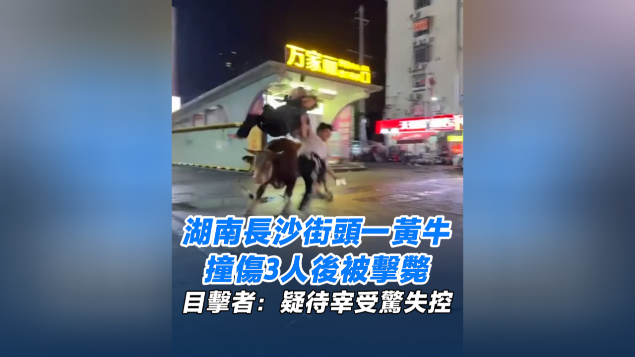 有片丨長沙街頭一黃牛撞傷3人後被擊斃 目擊者：疑待宰受驚失