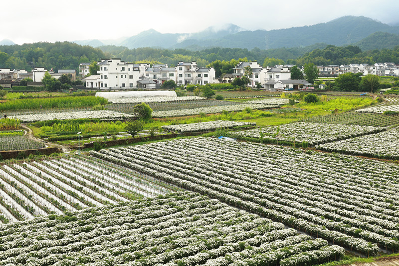 皖休寧海陽鎮：菊花飄香採摘忙