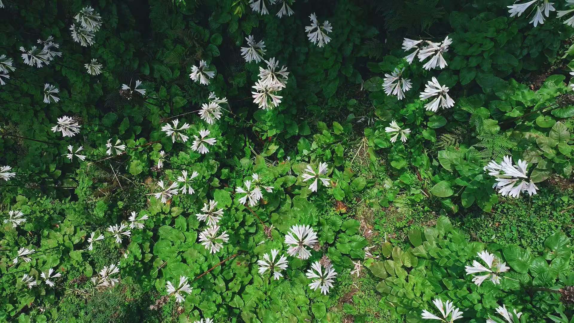 臨滄雙江：瀕危物種雲南大百合在夏日山谷自由盛放