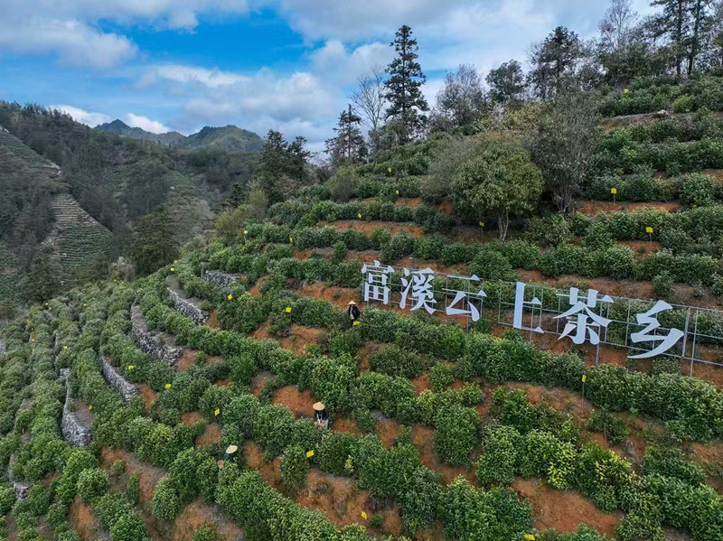 皖徽州區富溪：傳統黃山毛峰產業數字化轉型「提速」