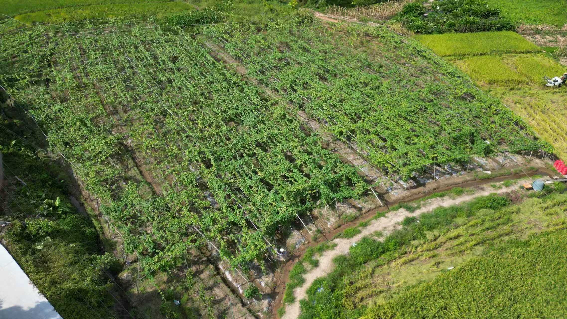 桂容縣絲瓜種植為鄉村振興注入活力