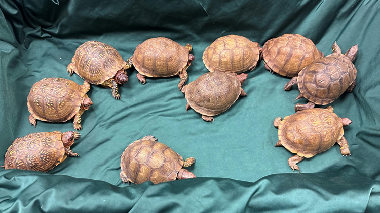 海關檢獲10隻疑受管制瀕危物種活龜 市值約2.6萬元