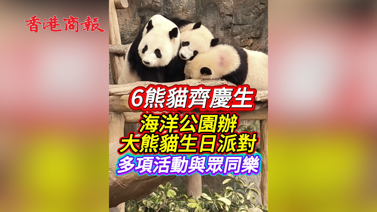 有片丨6熊貓齊慶生！海洋公園辦大熊貓生日派對 多活動與眾同樂