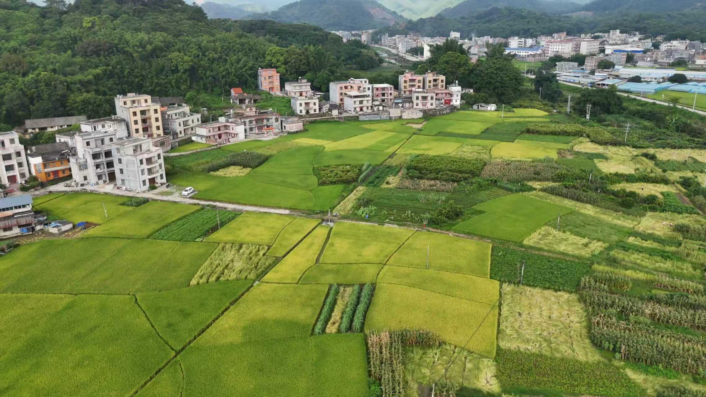 桂容縣以特色小作物撬動鄉村振興大產業