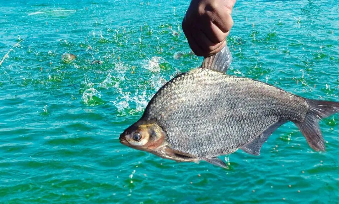 品牌價值再攀新高 鄂州武昌魚躋身全國地標農產品百強