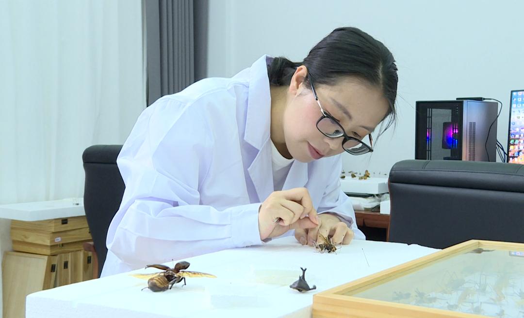 千里奔赴神農架 侗族青年科研黨員以青春守護林海生態