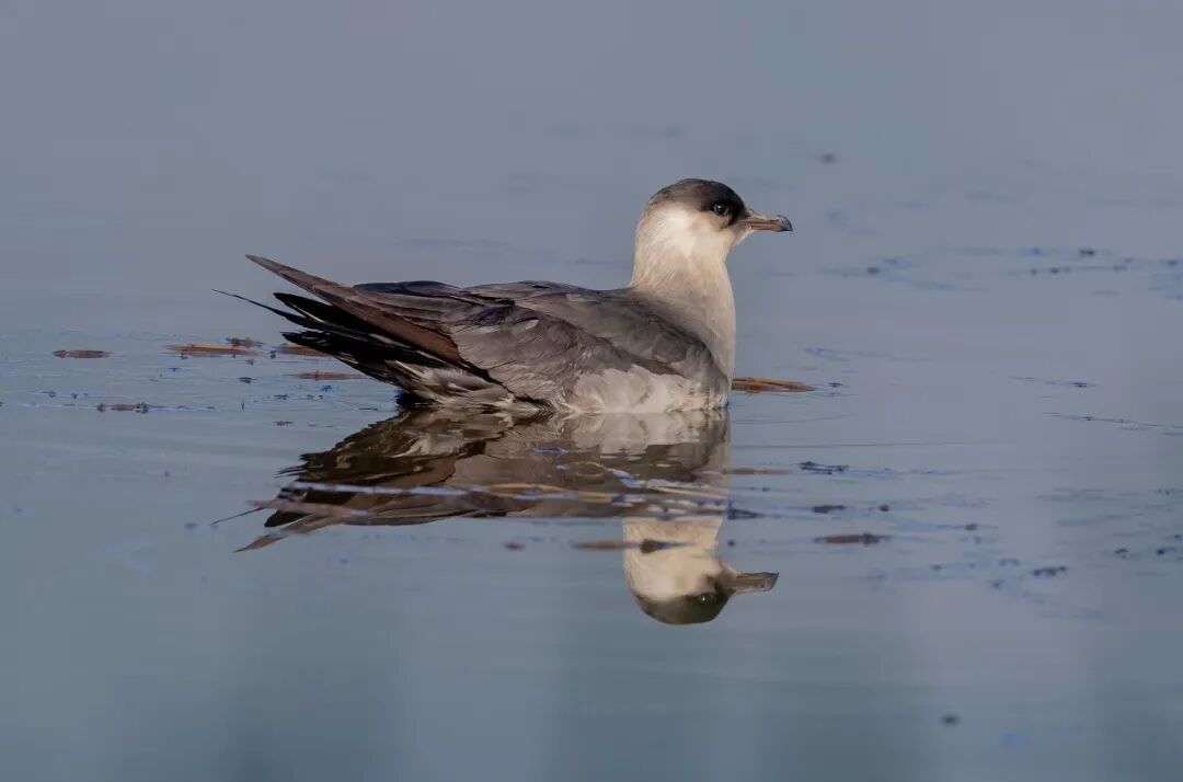 罕見遠洋海鳥現身大九湖 短尾賊鷗刷新神農架鳥類觀測記錄