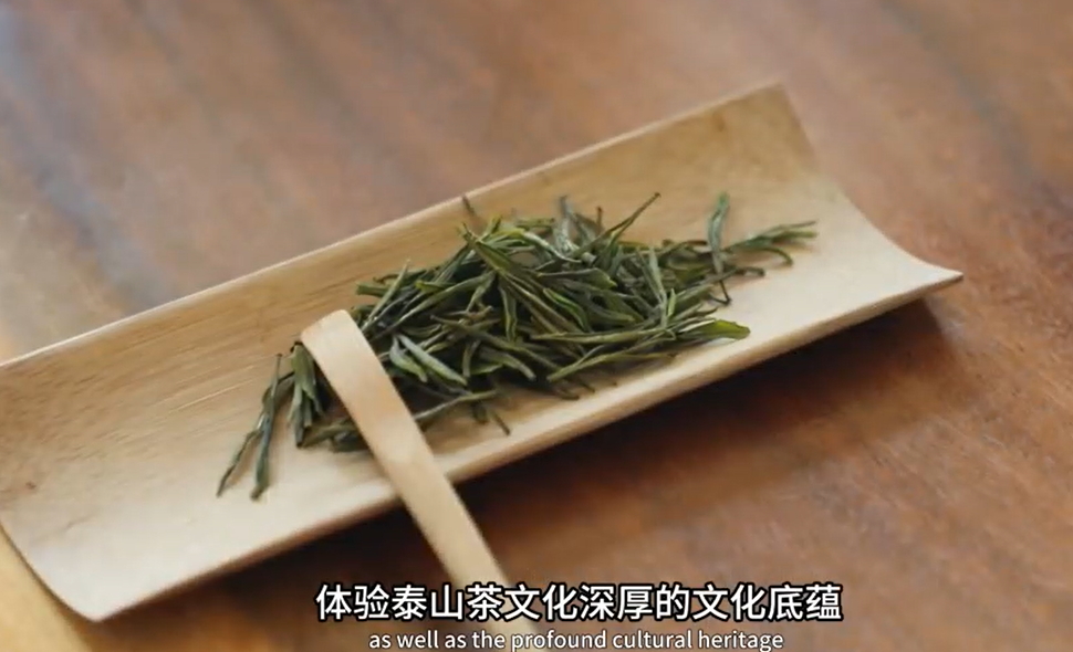 【視聽山東•泰安】茶韻滿泰山 融合促振興