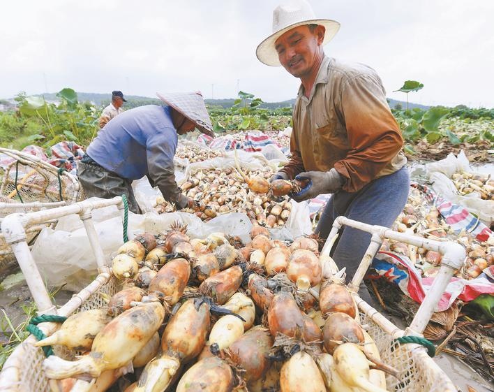 安徽巢湖：荷塘迎豐收 鮮藕飄香富農家