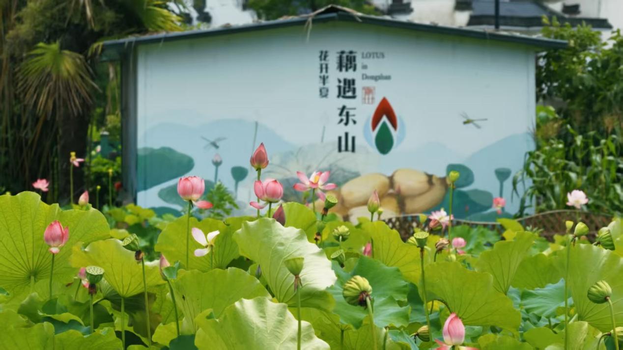 皖徽州區：「荷」美東山  「農」情綻放