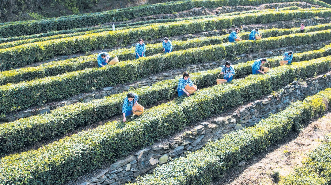 年產值突破 120 億 十堰武當山茶繪就百億產業新圖景