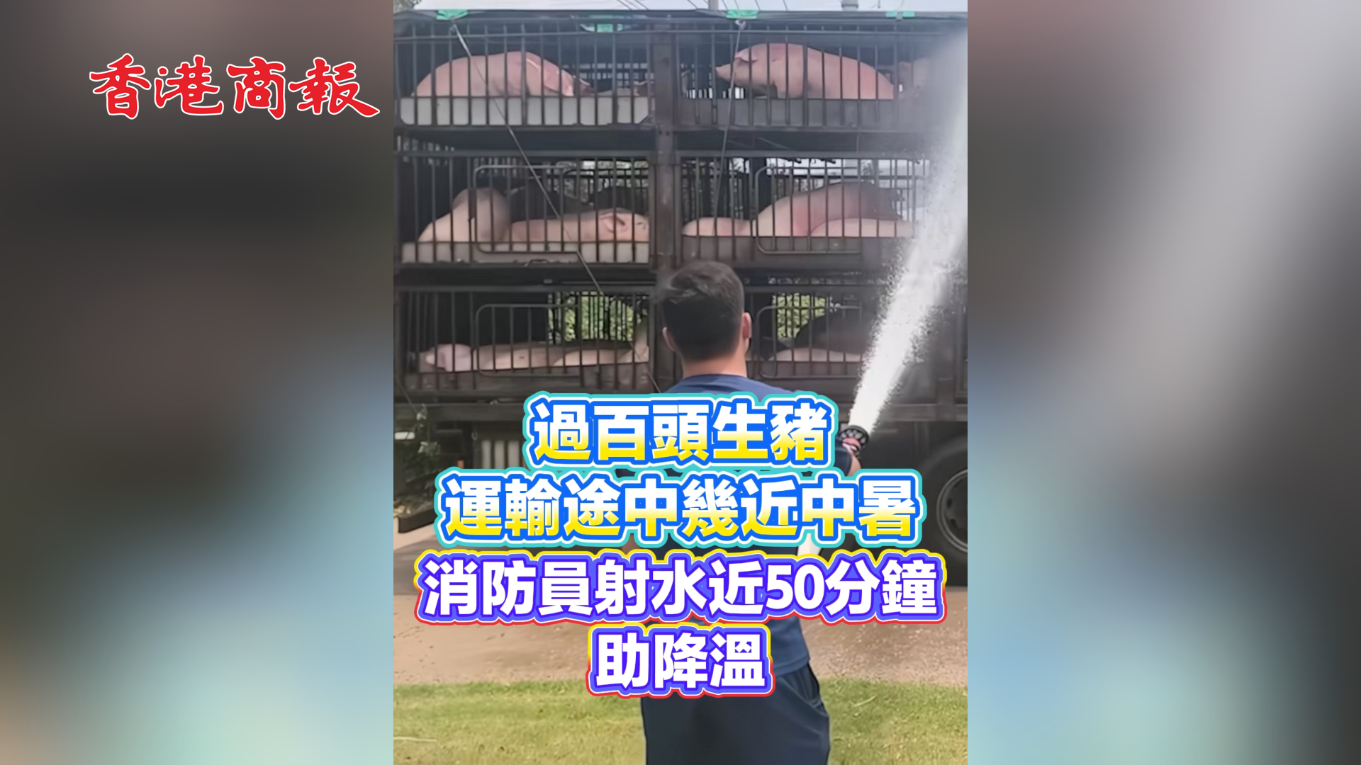有片丨過百頭生豬運輸途中幾近中暑 消防員射水近50分鐘助降溫