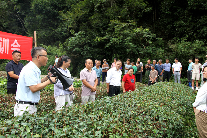 皖徽州區：科技賦能夏秋茶 託管服務惠茶農