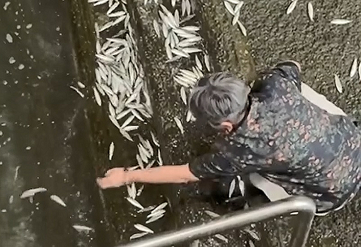 有片〡荃灣西碼頭大量小魚撲岸 市民救援網民贊：呢啲先叫放生