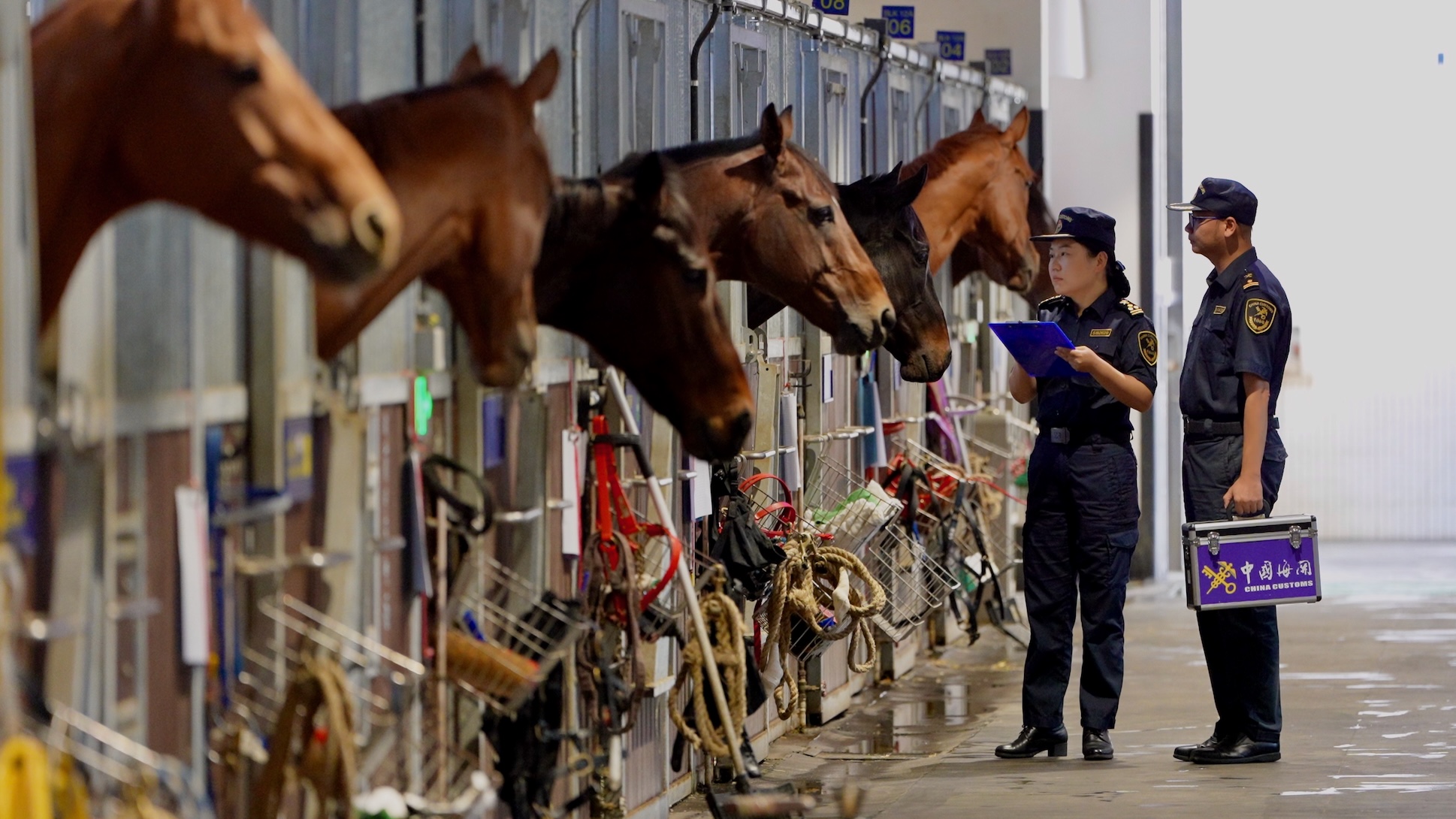 深化與港澳檢驗檢疫規則銜接  粵港賽馬跨境運輸實現每周「三進三出」