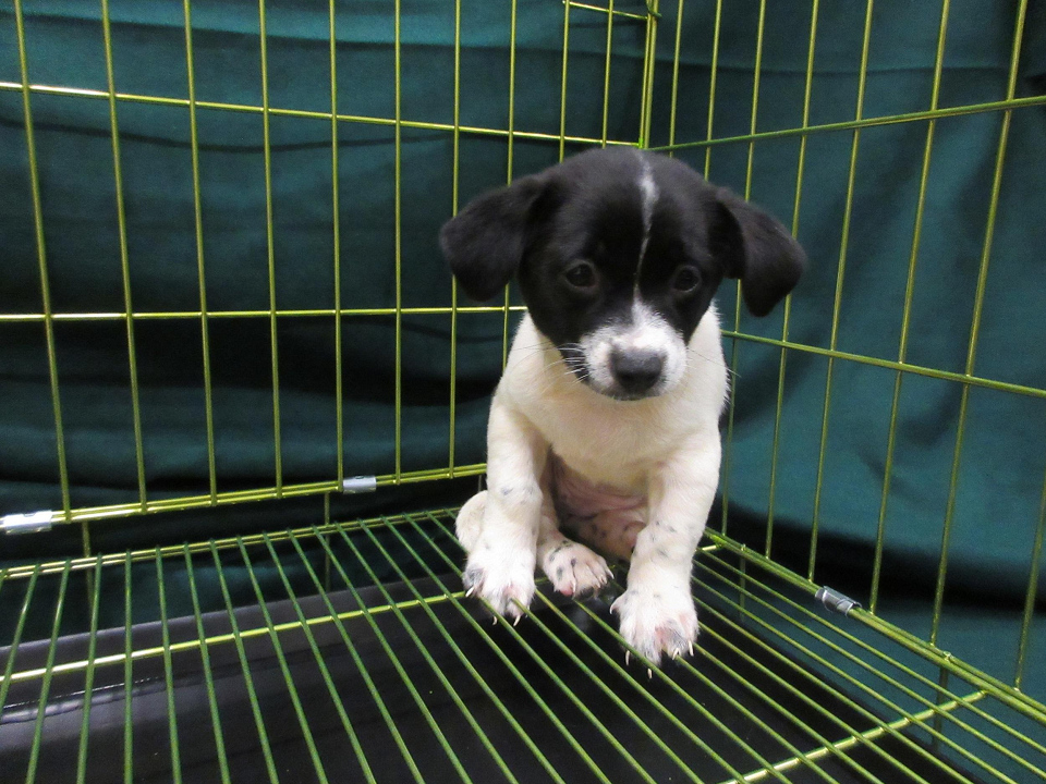 海關羅湖管制站檢活犬 拘捕一名內地女子