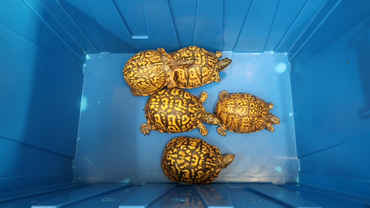 海關深圳灣管制站檢獲5隻瀕危物種活龜 市值共約5萬元