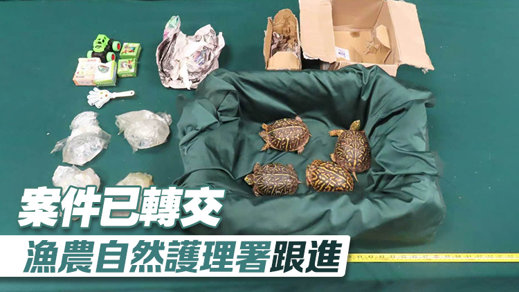海關機場檢獲4隻受管制瀕危活龜 市值4萬元
