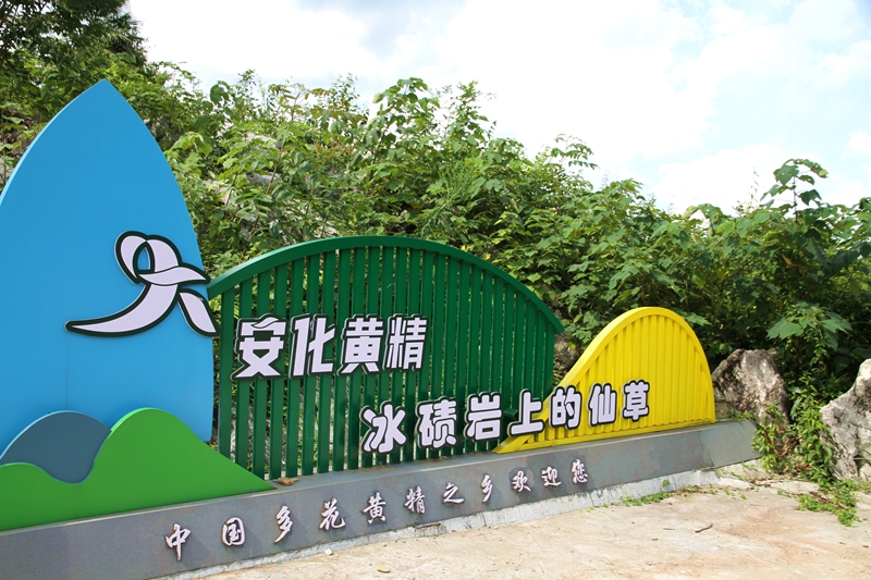 湖南省藥食同源產業聯合體賦能安化 「健康 + 黃精黑茶」 產業升級
